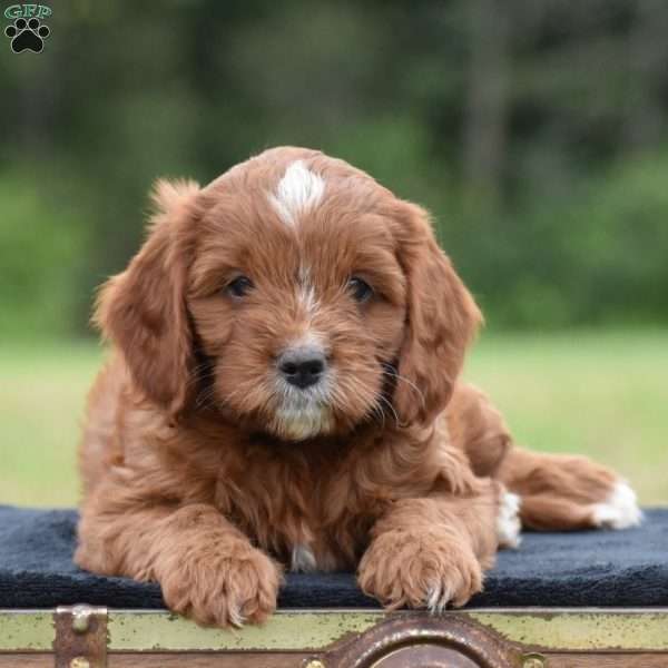 Jackson, Cavapoo Puppy